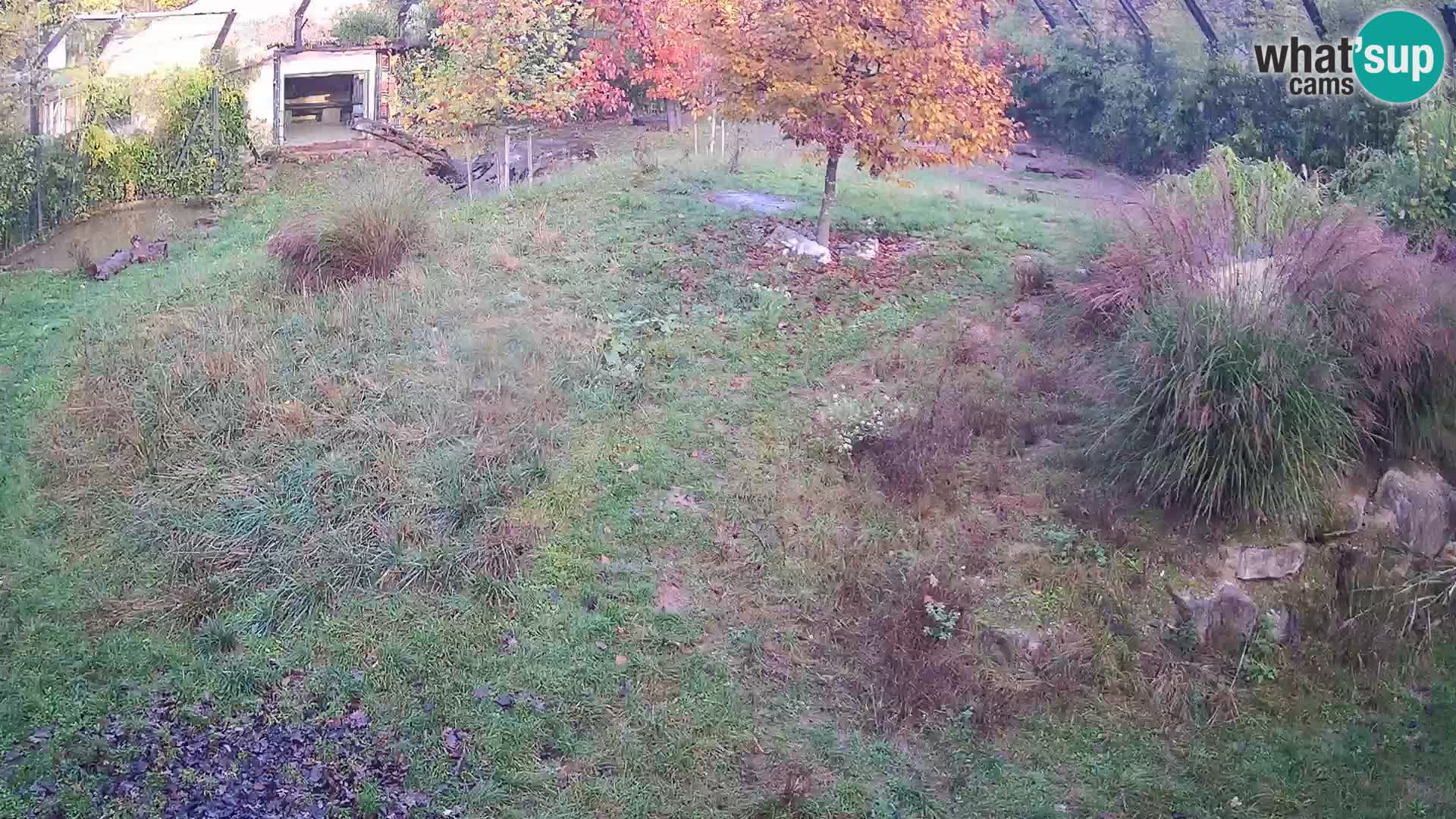 Live Ljubljana Zoo webcam Lion