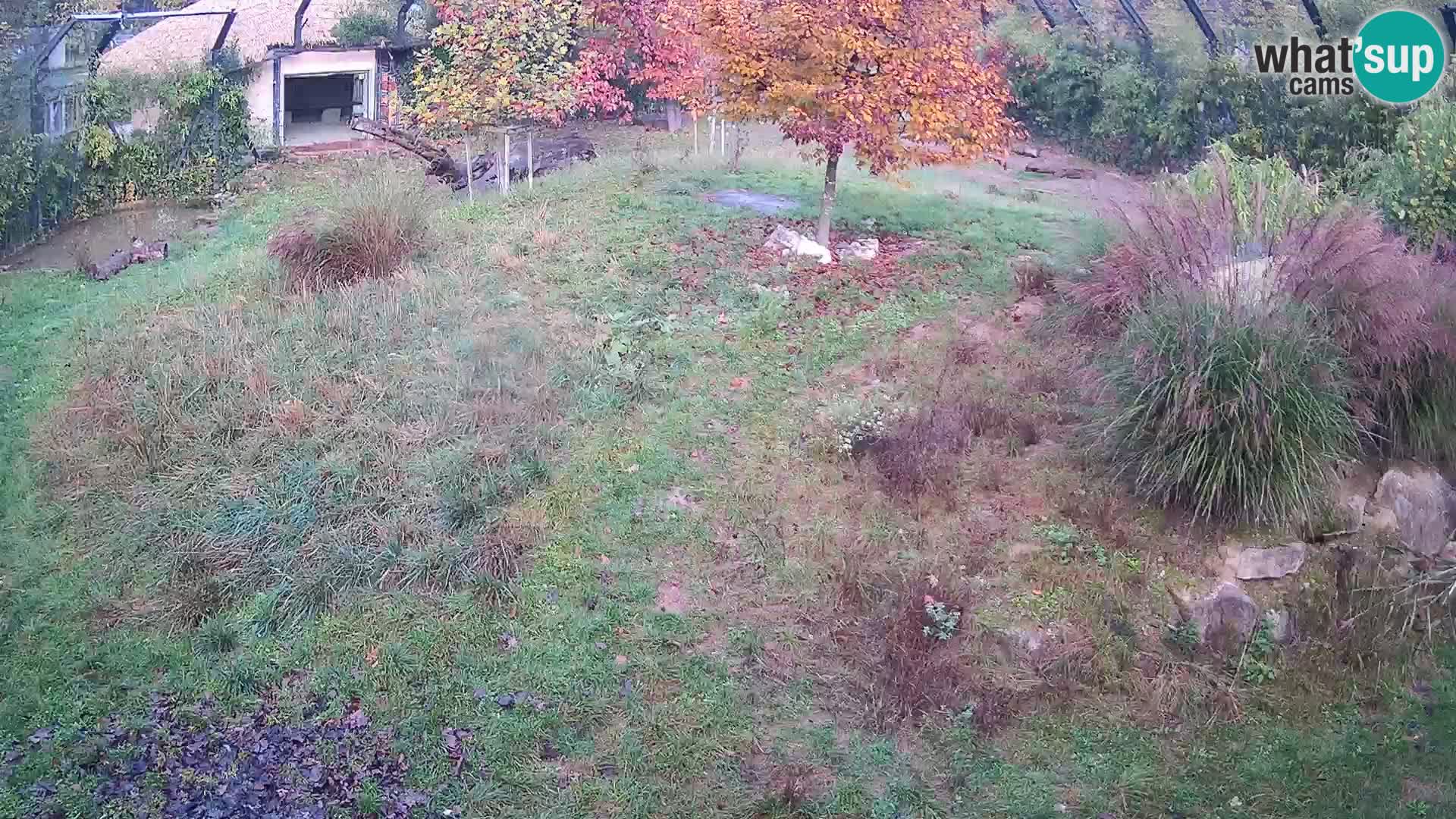 Zoo Ljubljana webcam Löwen