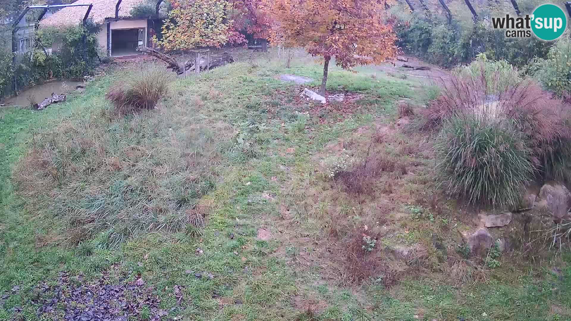 Zoo Ljubljana webcam Löwen