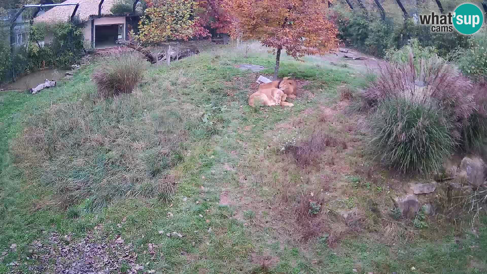 Zoo Ljubljana webcam Löwen
