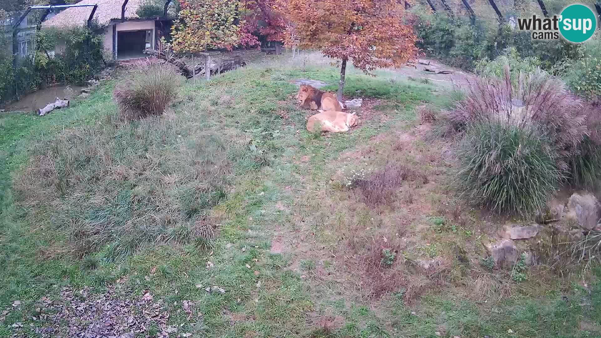 Zoo Ljubljana webcam Löwen