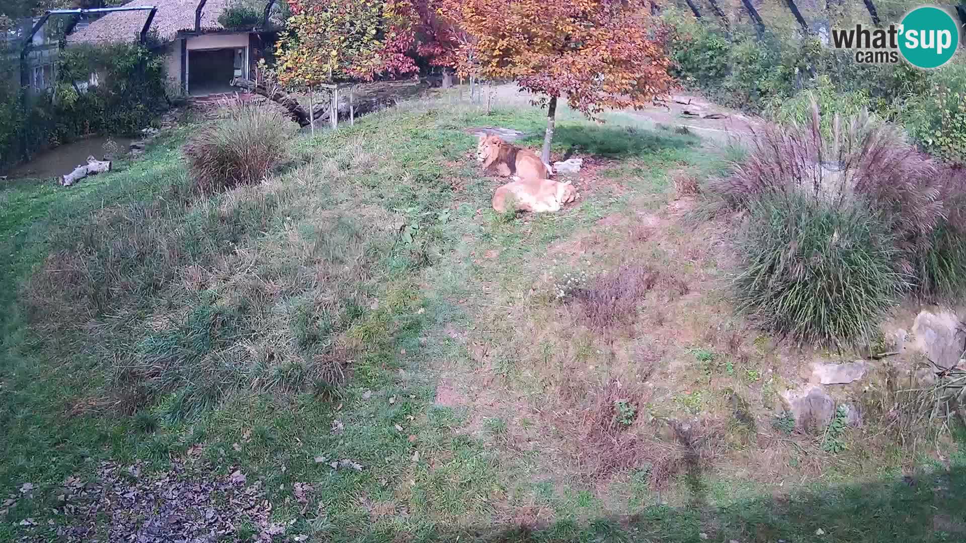 Zoo Ljubljana webcam Löwen