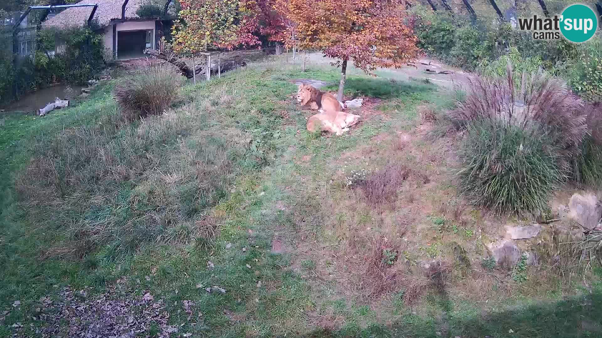 Zoo Ljubljana webcam Löwen