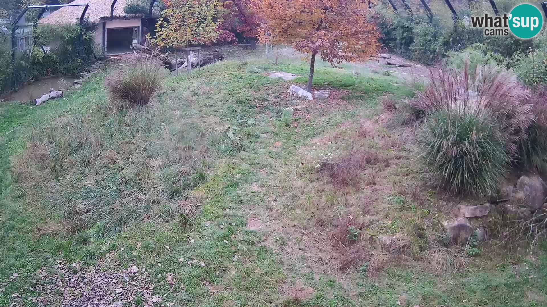 Zoo Ljubljana webcam Löwen