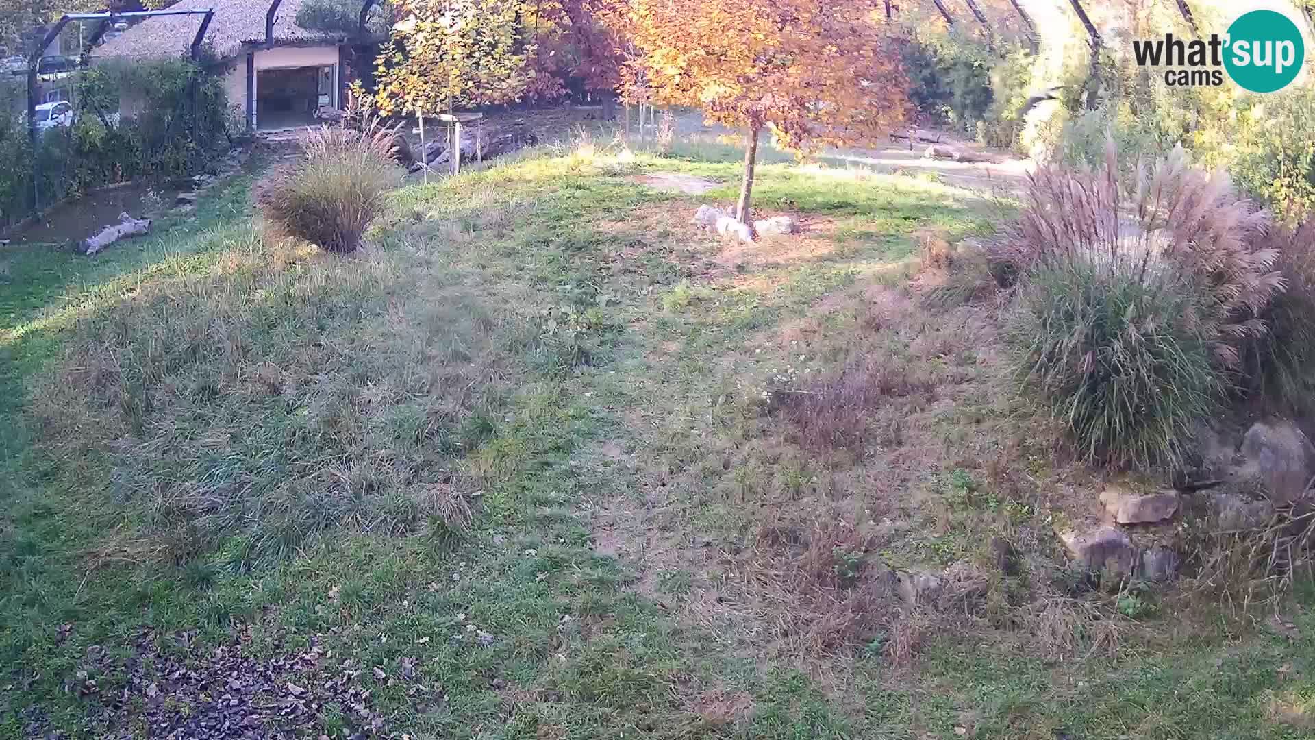 Zoo Lubiana live webcam Leoni