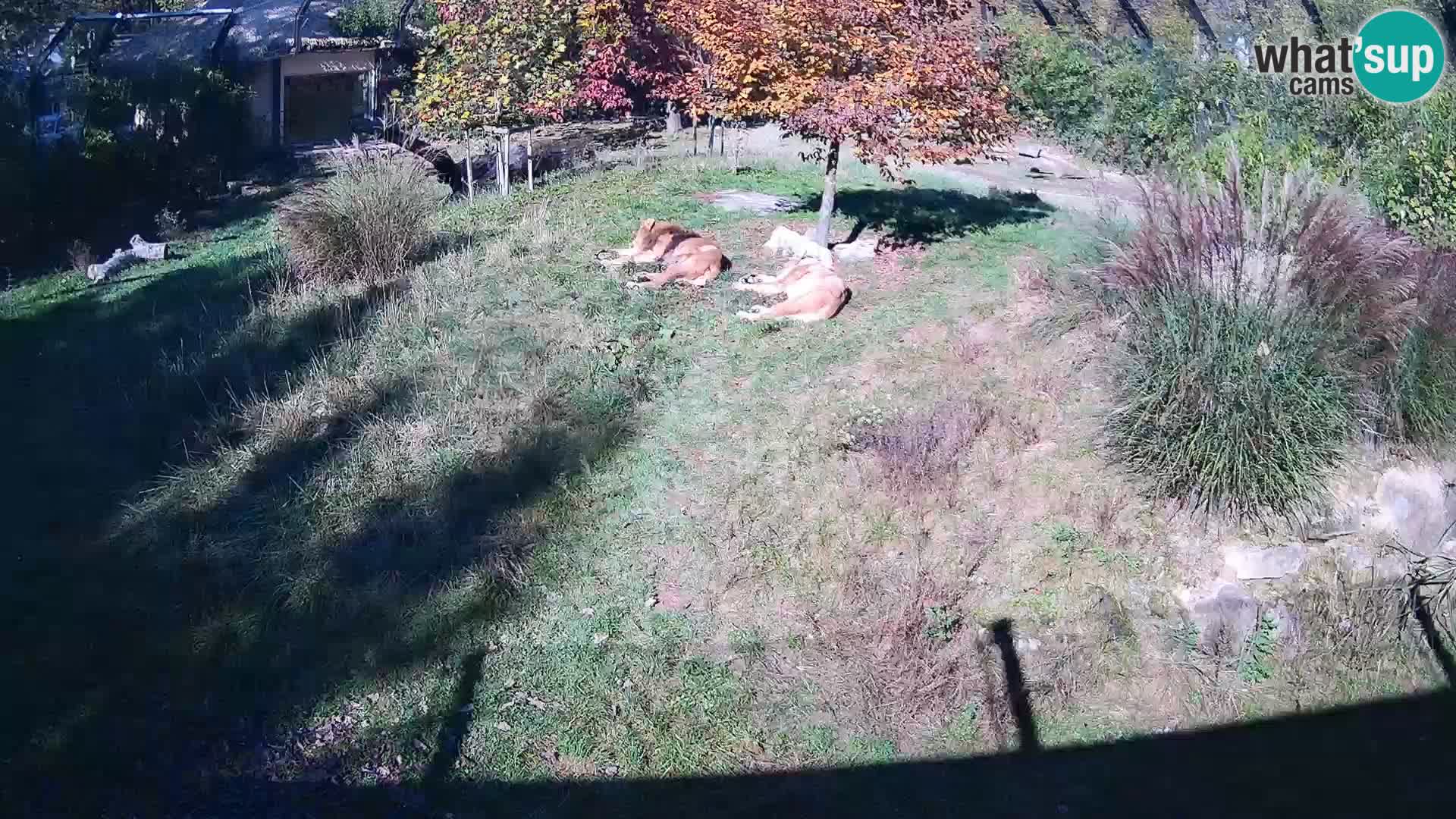 Ljubljana Zoo webcam Lion