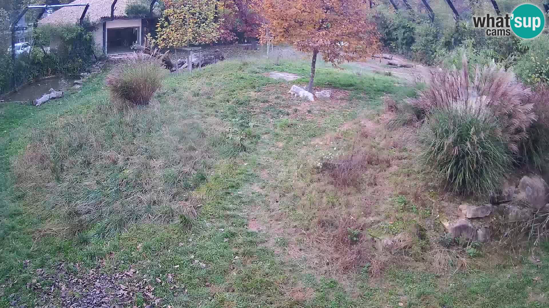 Live Ljubljana Zoo webcam Lion