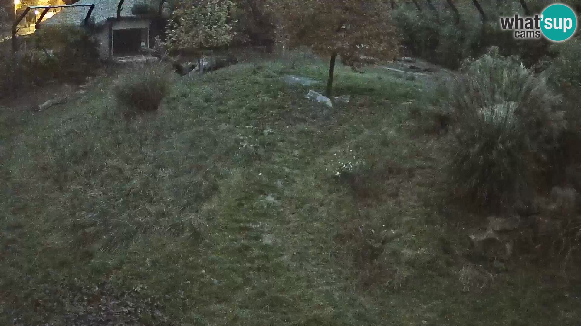 Zoo Lubiana live webcam Leoni