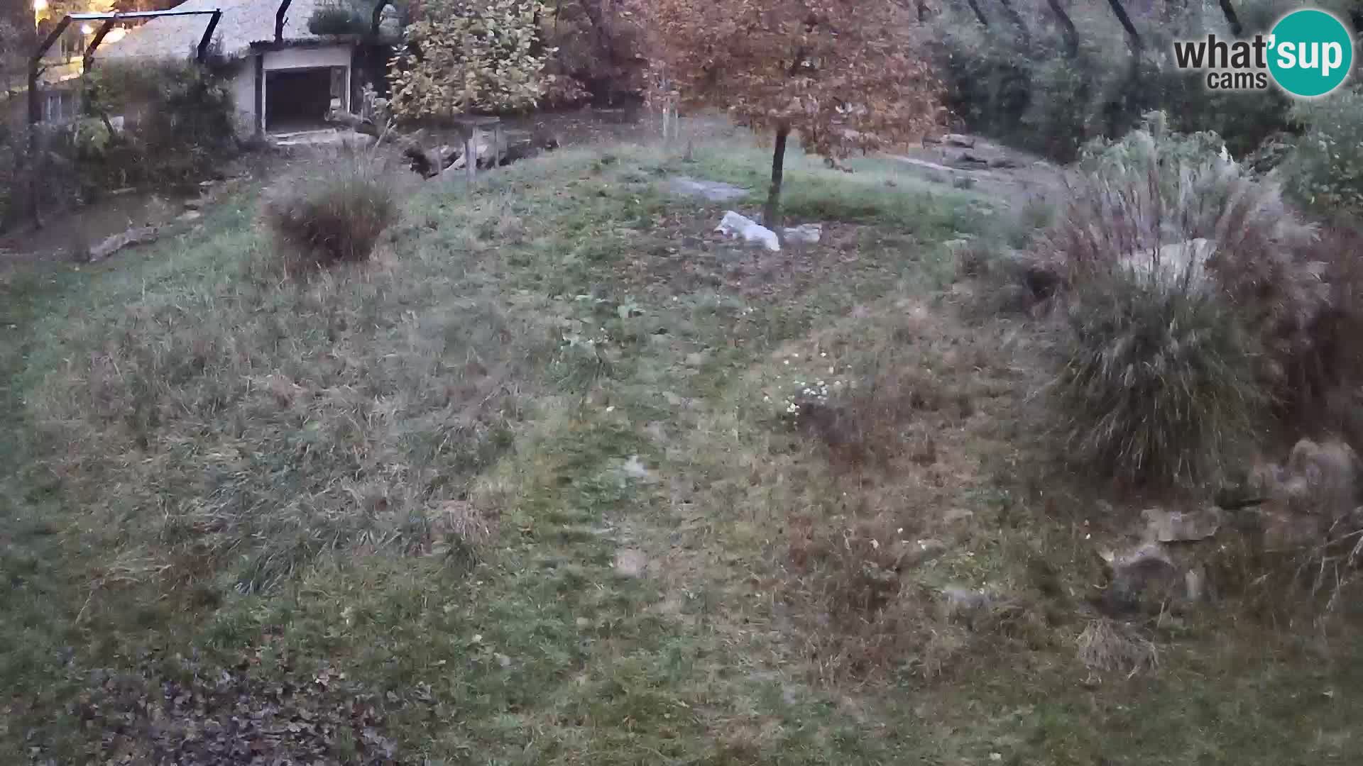 Zoo Lubiana live webcam Leoni