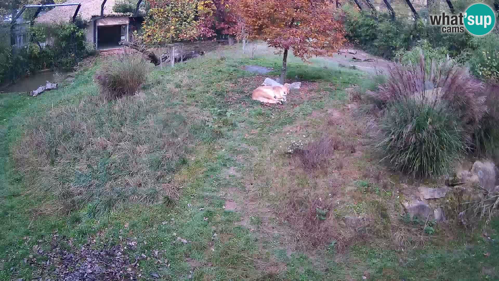 Zoo Lubiana live webcam Leoni