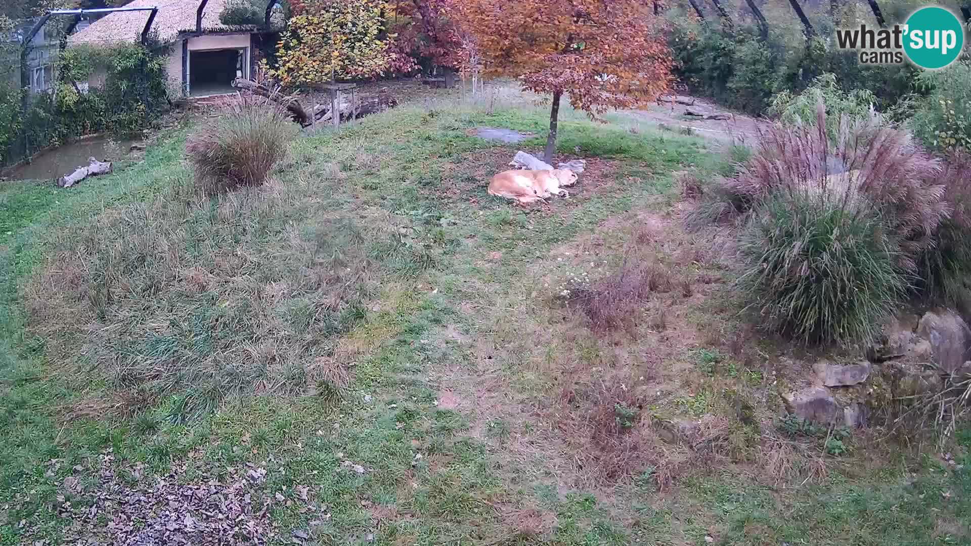 Ljubljana Zoo webcam Lion