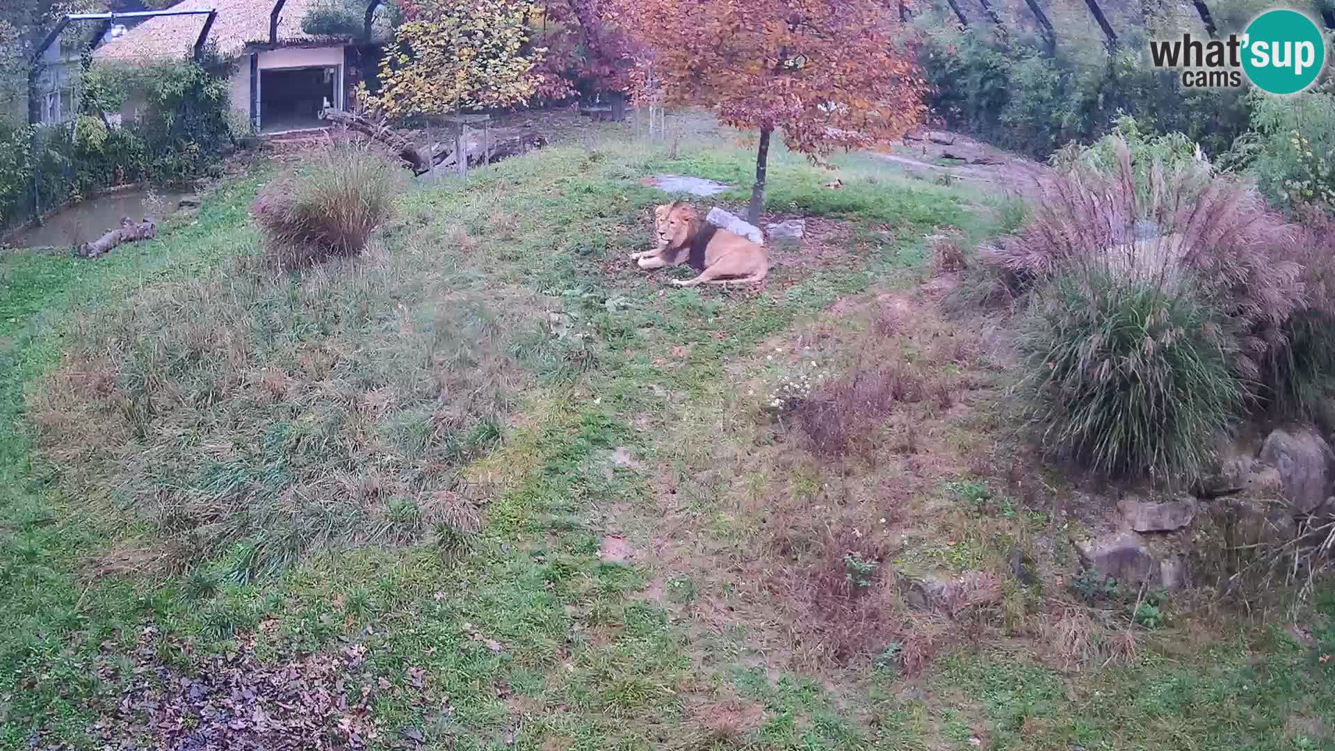 Zoo Lubiana live webcam Leoni