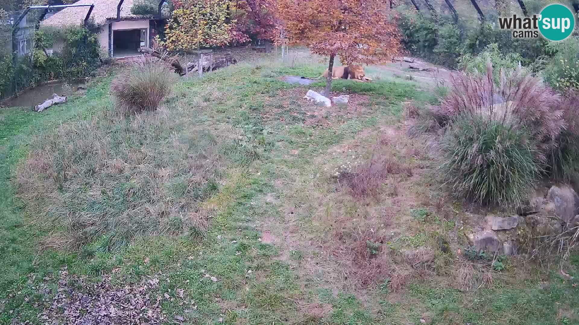 Zoo Lubiana live webcam Leoni