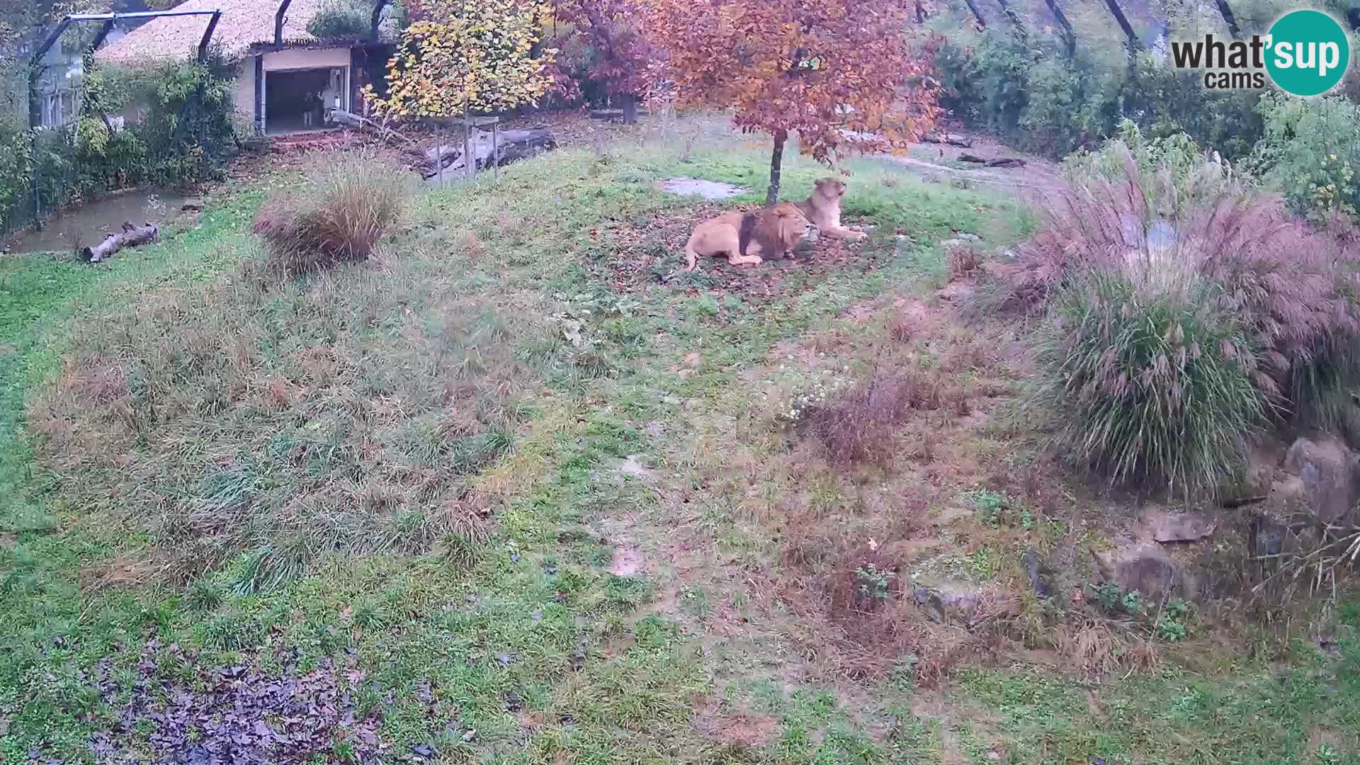 Zoo Lubiana live webcam Leoni