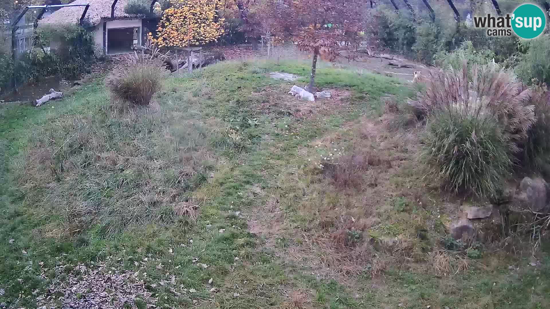 Zoo Lubiana live webcam Leoni