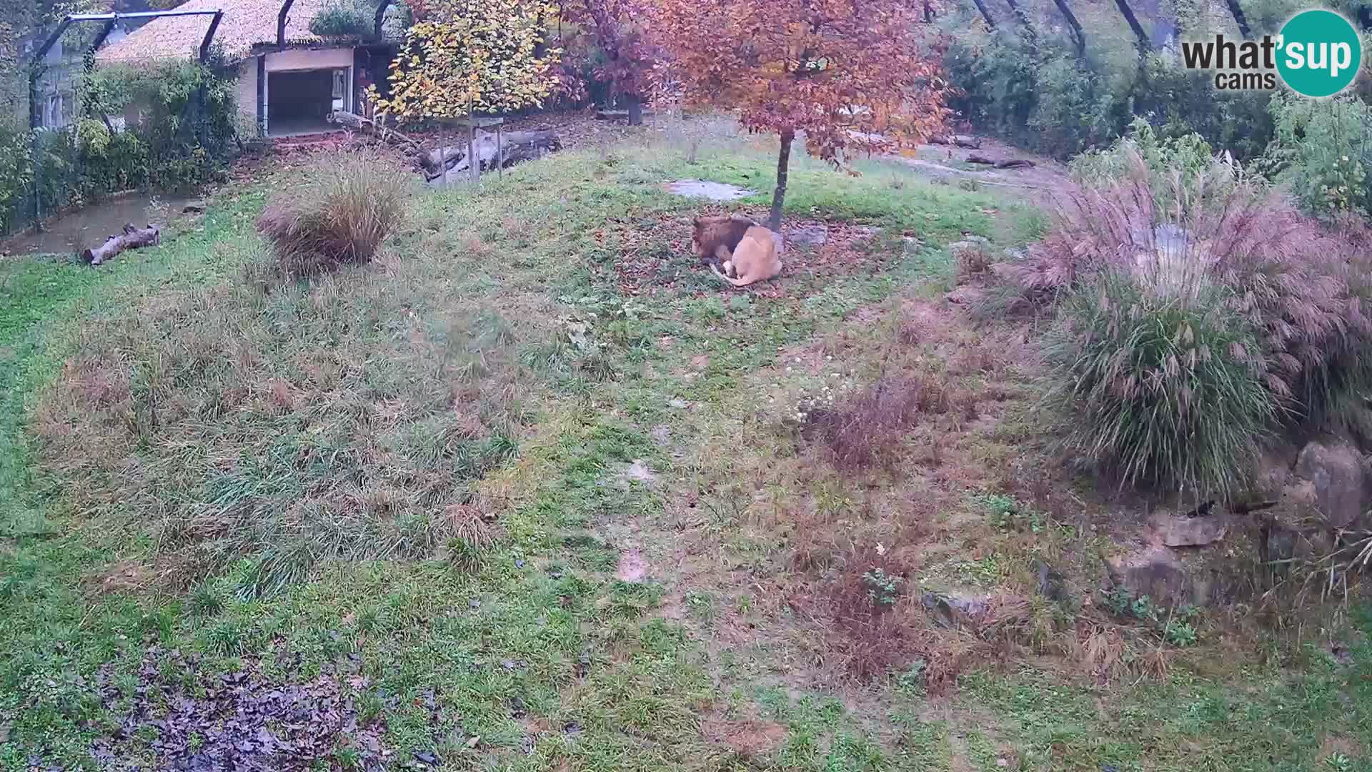 Zoo Ljubljana web kamera Lavovi