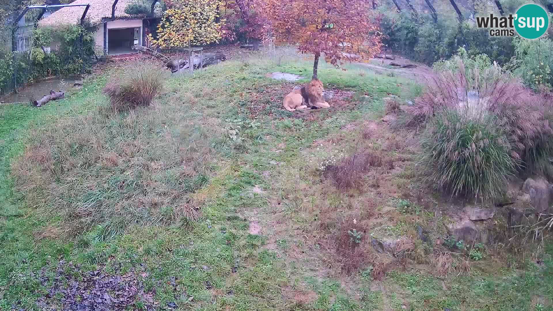 Zoo Ljubljana web kamera Lavovi