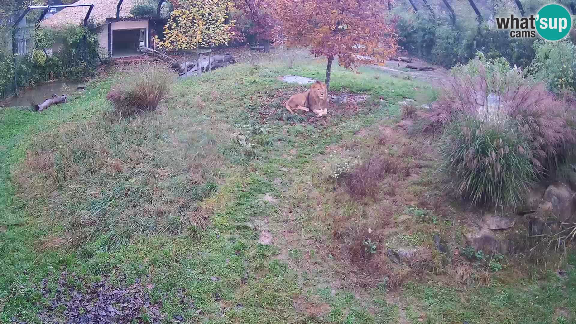 Zoo Ljubljana web kamera Lavovi