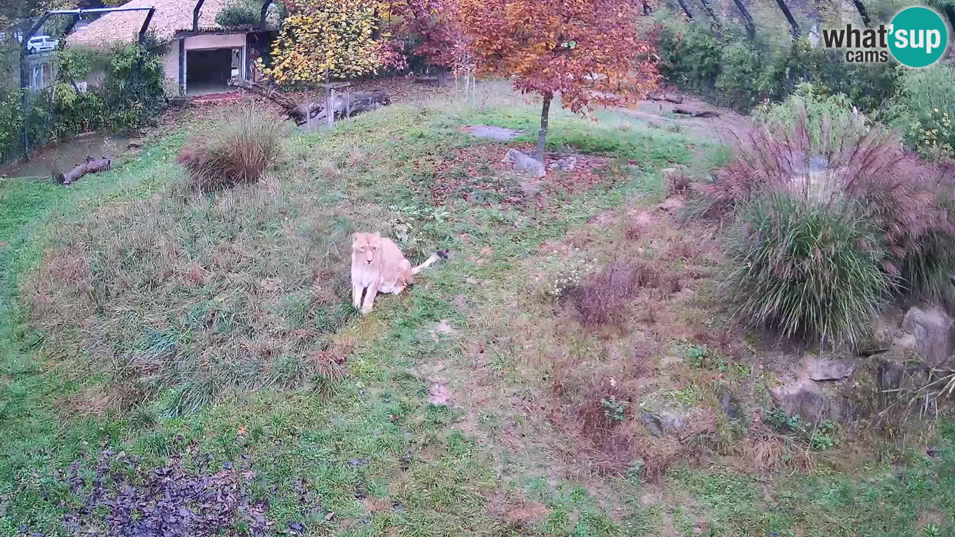 Zoo Ljubljana web kamera Lavovi