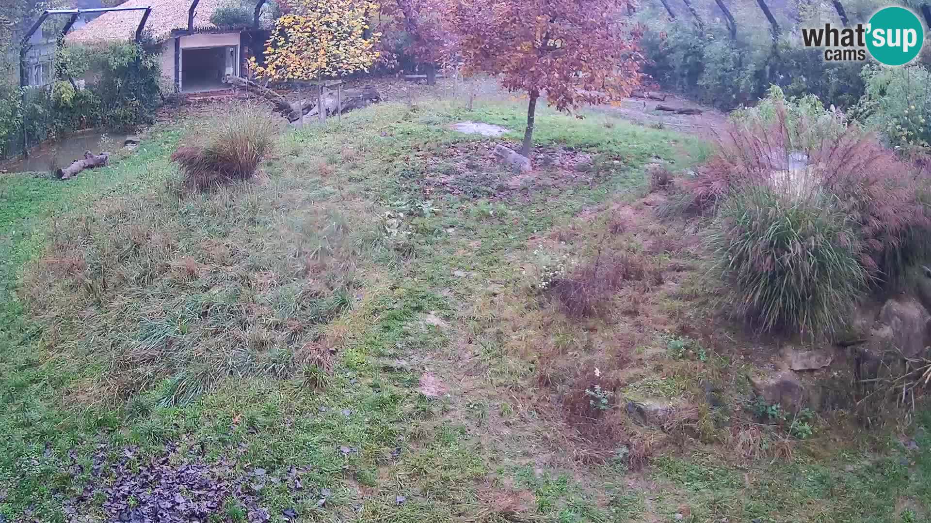 Zoo Ljubljana camera en vivo Leones