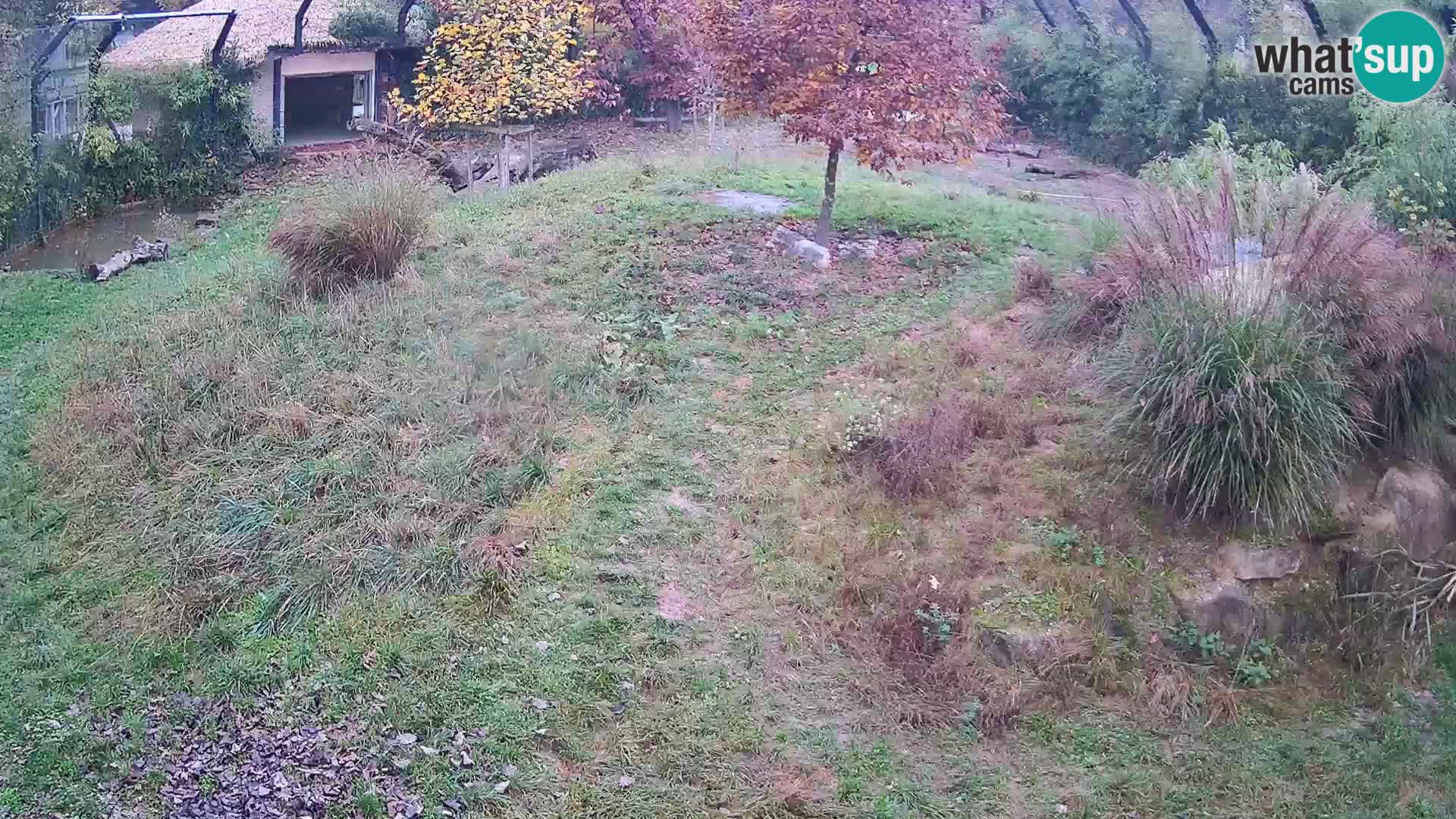Zoo Ljubljana webcam Löwen