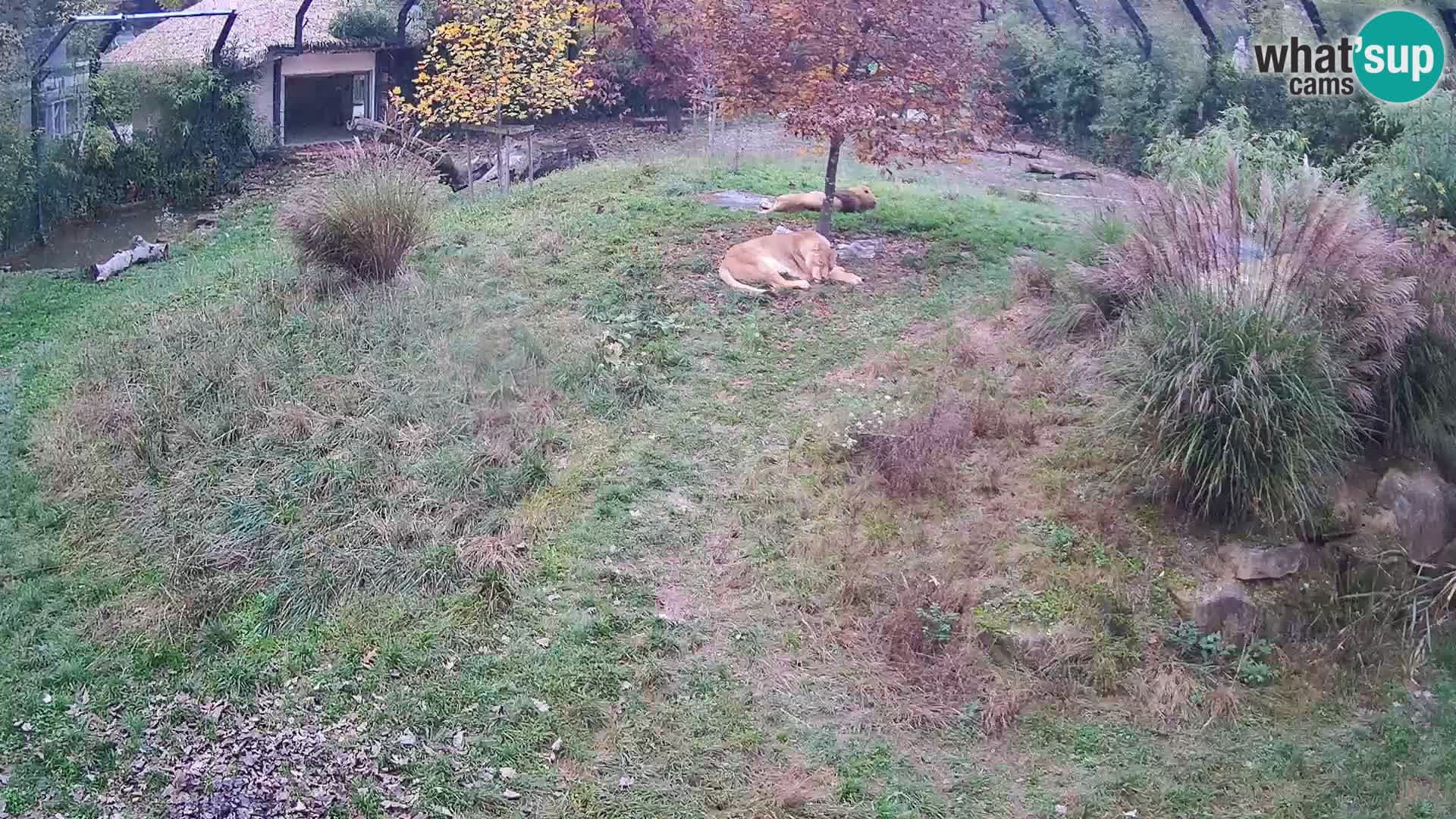 Zoo Ljubljana camera en vivo Leones