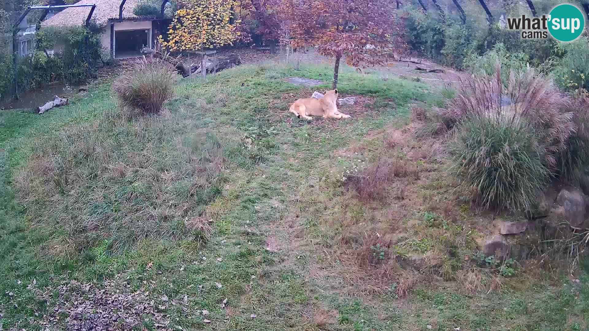 Zoo Ljubljana web kamera Lavovi