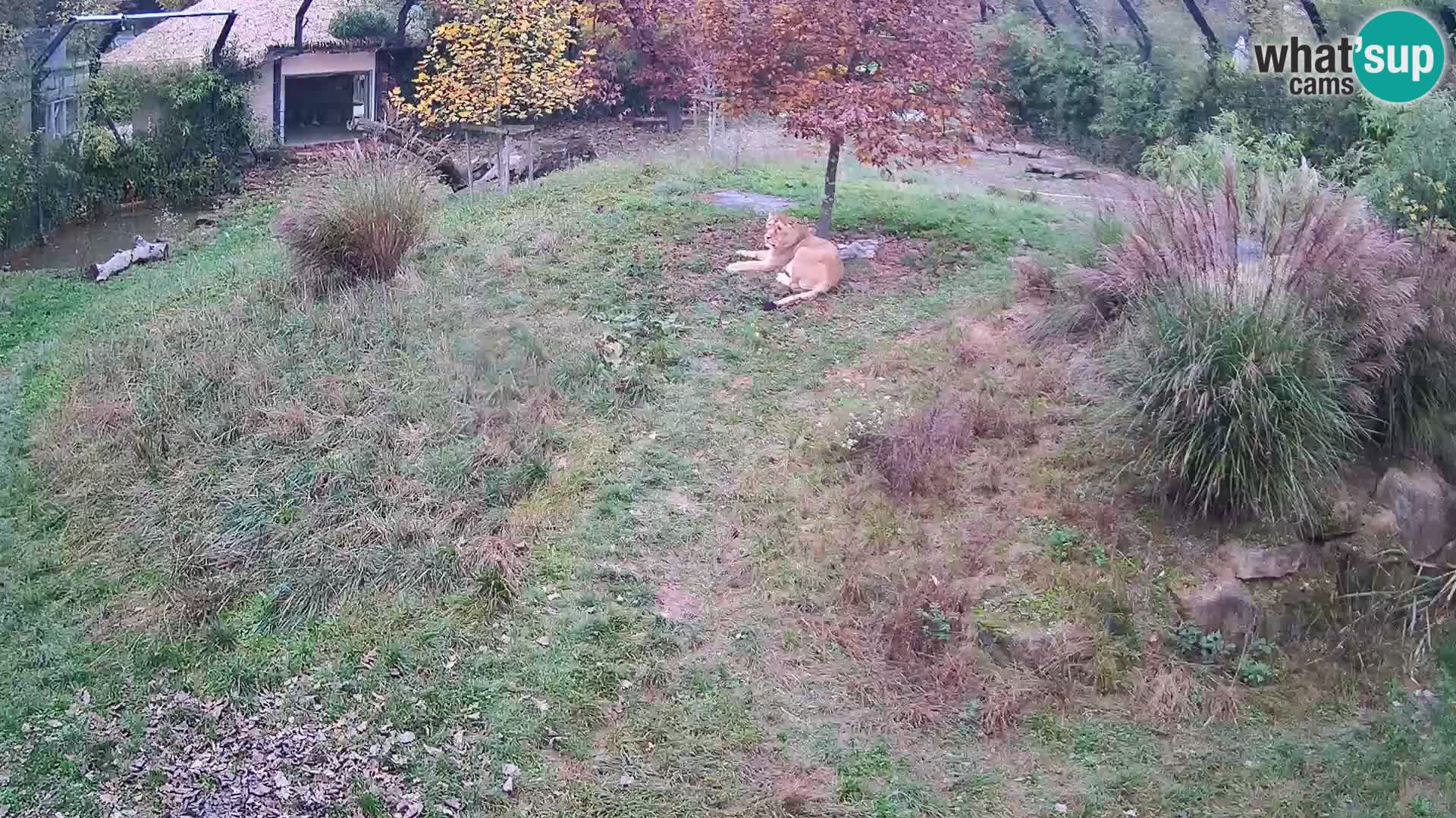 Zoo Ljubljana web kamera Lavovi