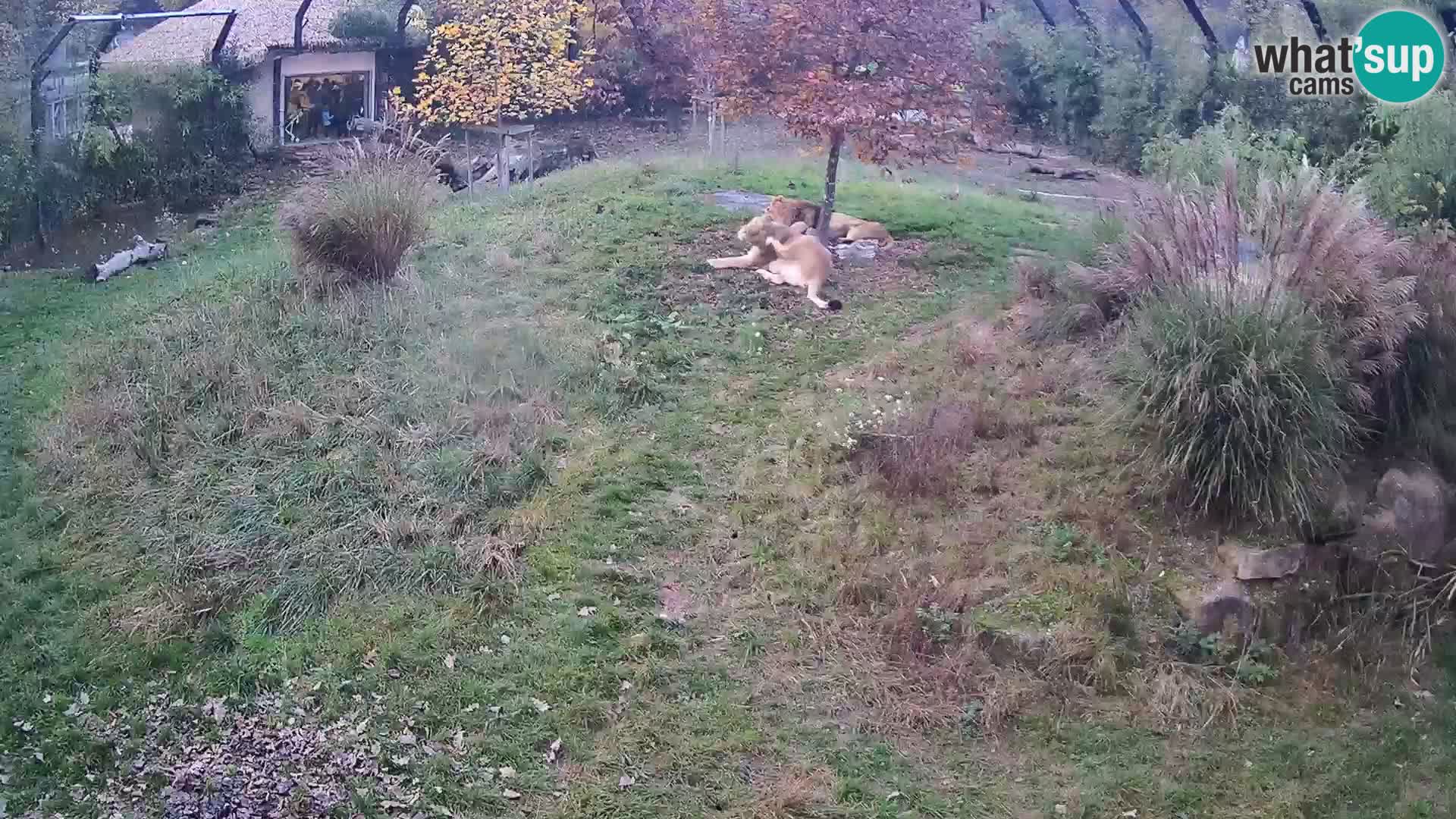 Zoo Ljubljana webcam Löwen