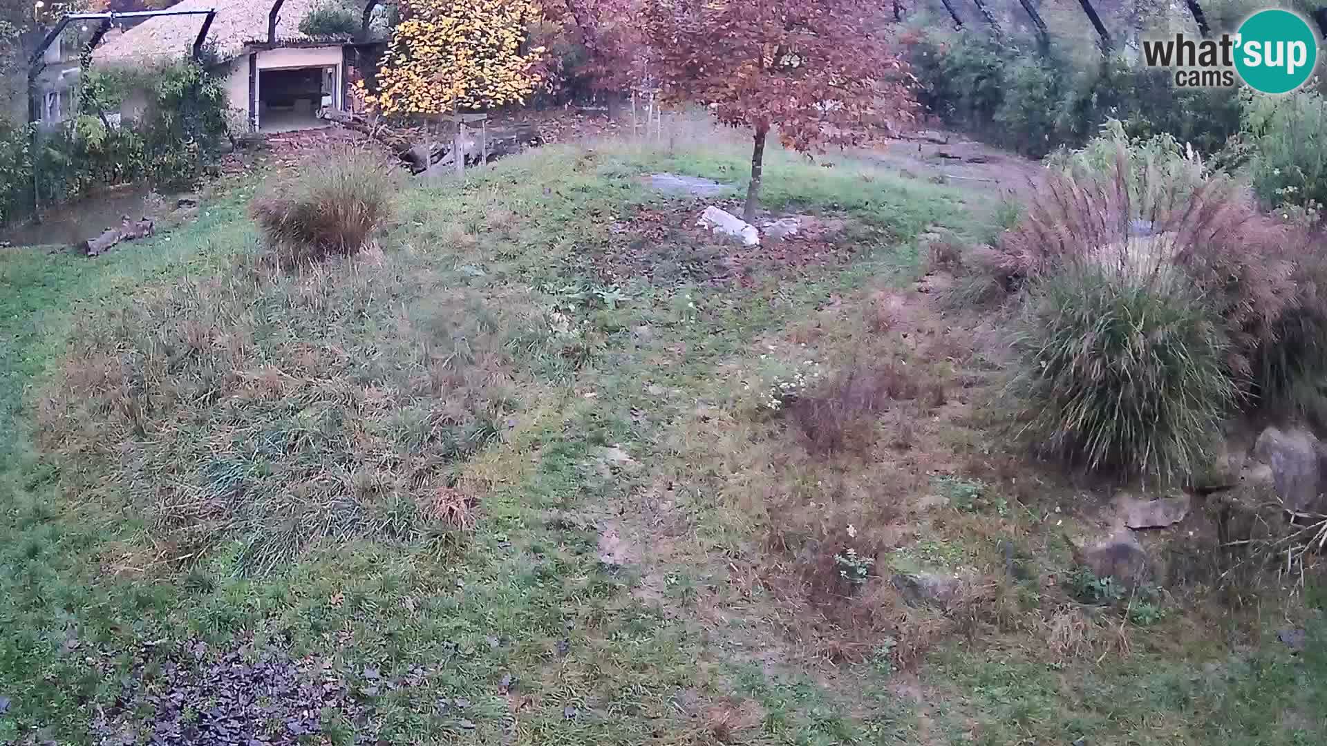 Live Ljubljana Zoo webcam Lion