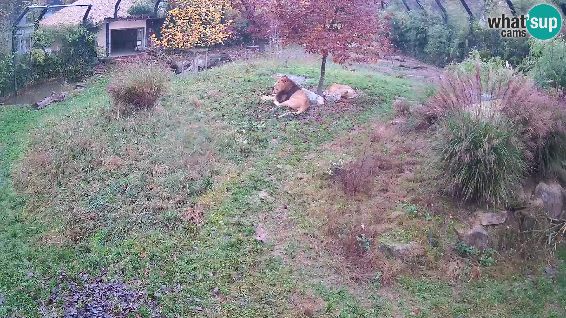 Zoo Ljubljana web kamera Lavovi