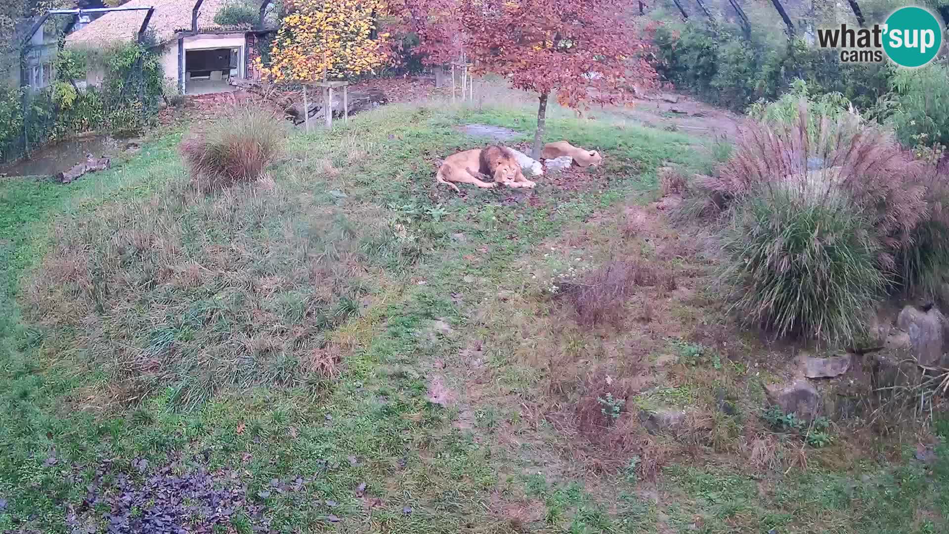 Zoo Ljubljana web kamera Lavovi