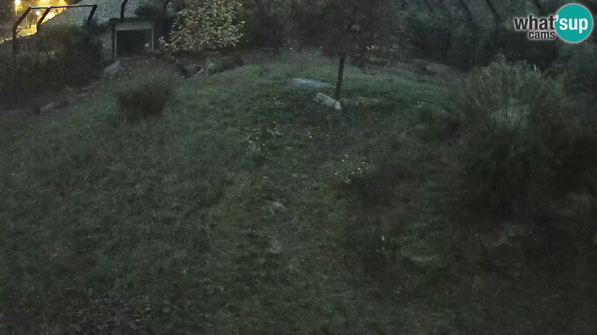 Zoo Ljubljana camera en vivo Leones