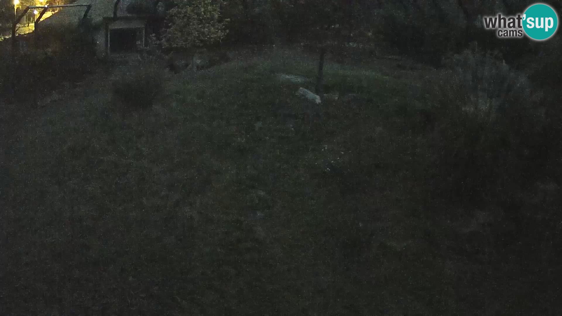 Zoo Ljubljana webcam Löwen