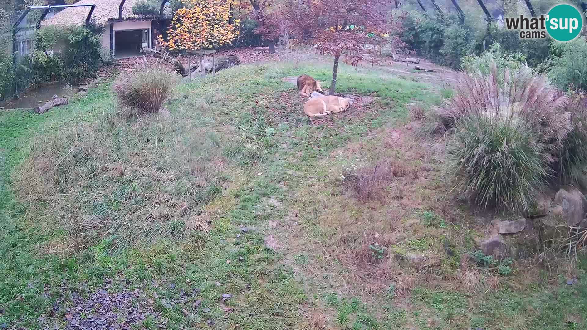 Zoo Lubiana live webcam Leoni