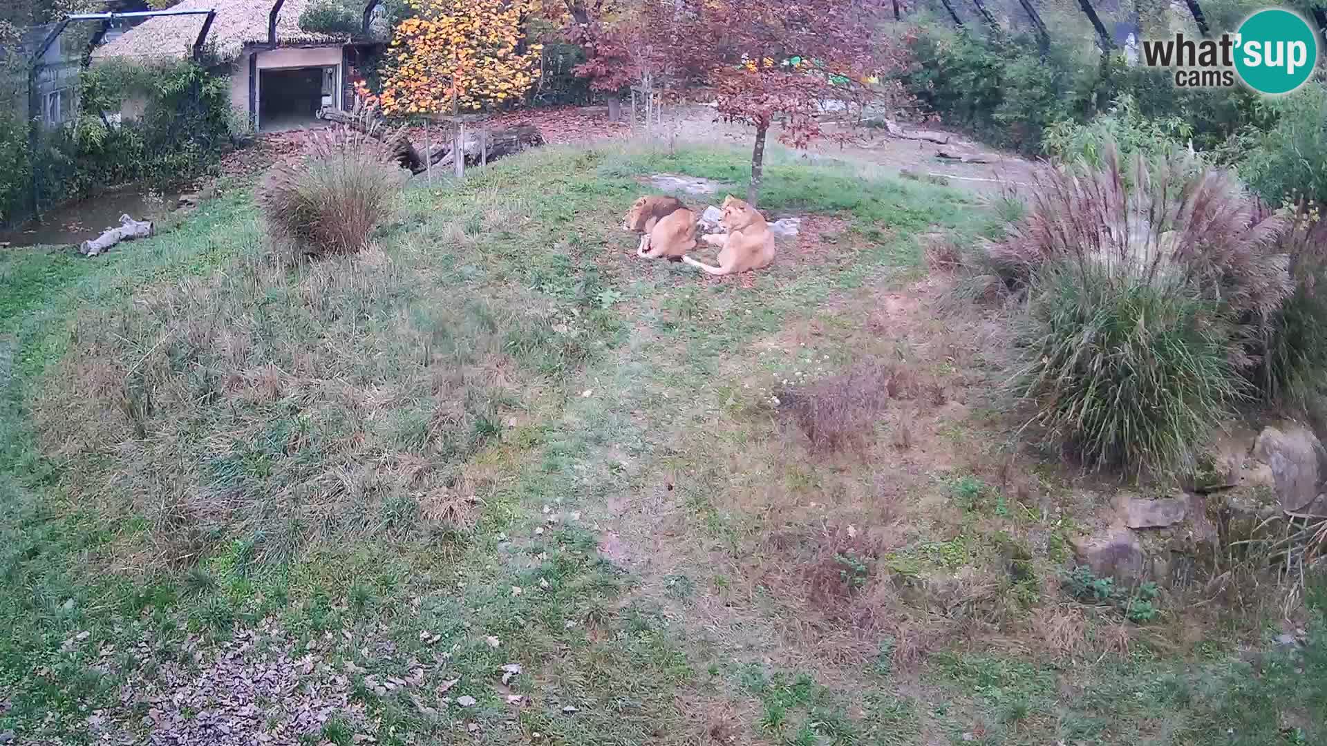 Zoo Ljubljana webcam Löwen