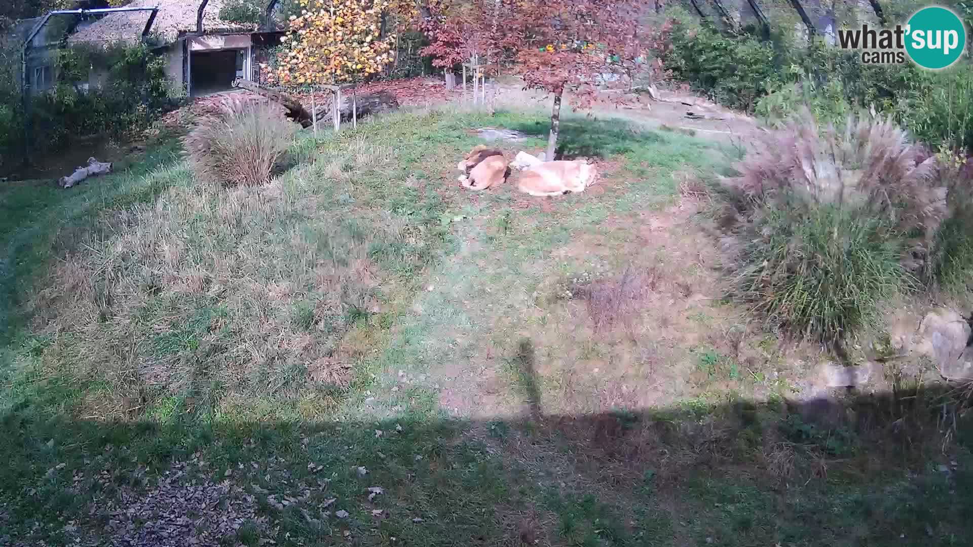 Zoo Ljubljana webcam Löwen