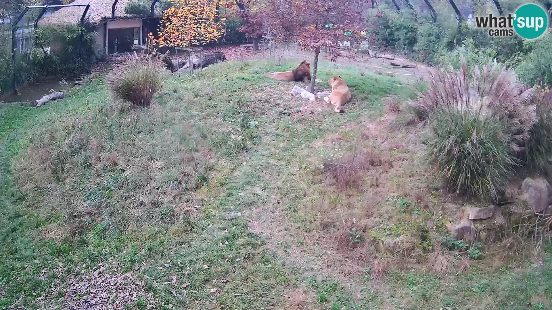 Zoo Ljubljana web kamera Lavovi