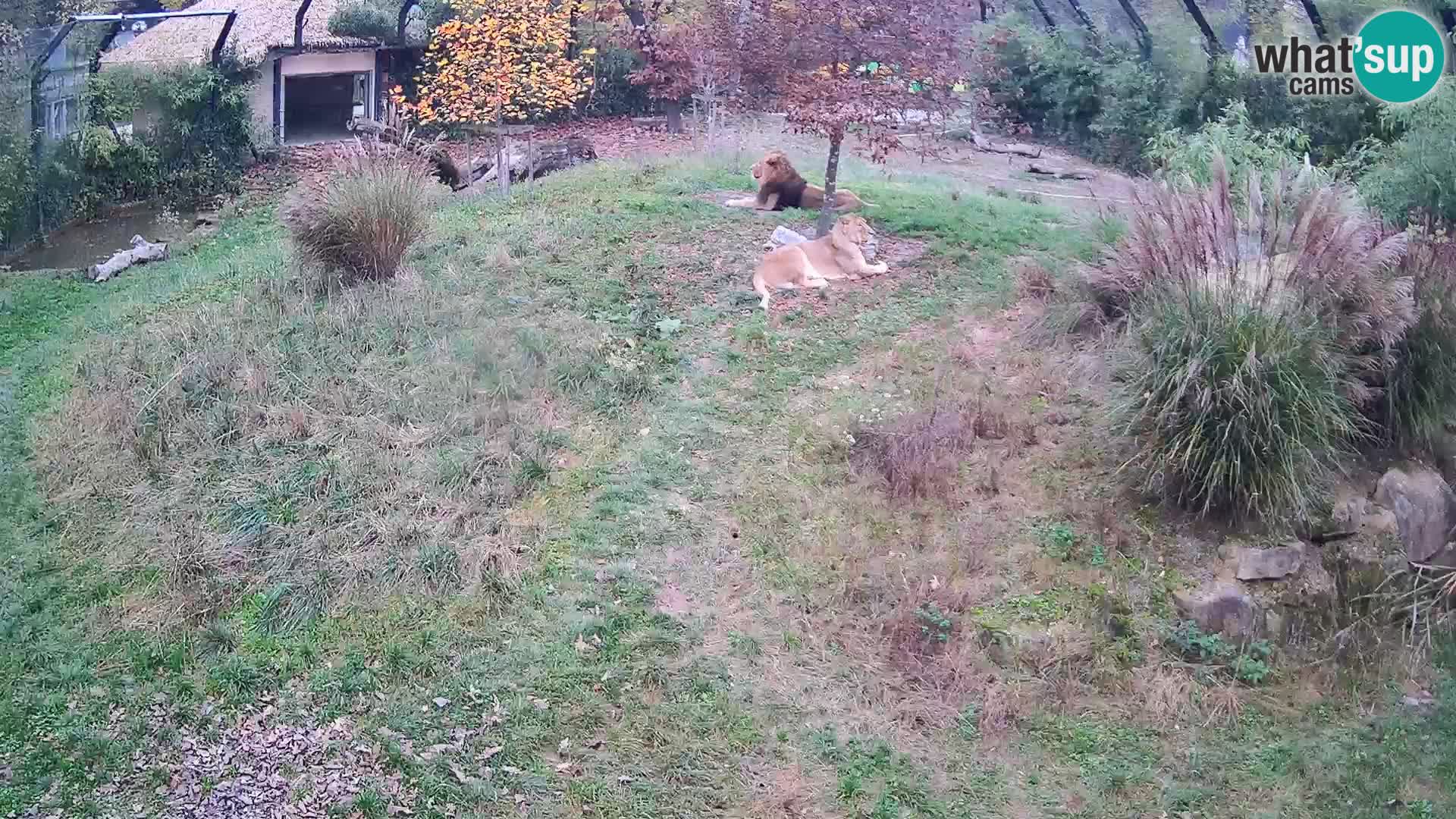 Ljubljana Zoo webcam Lion