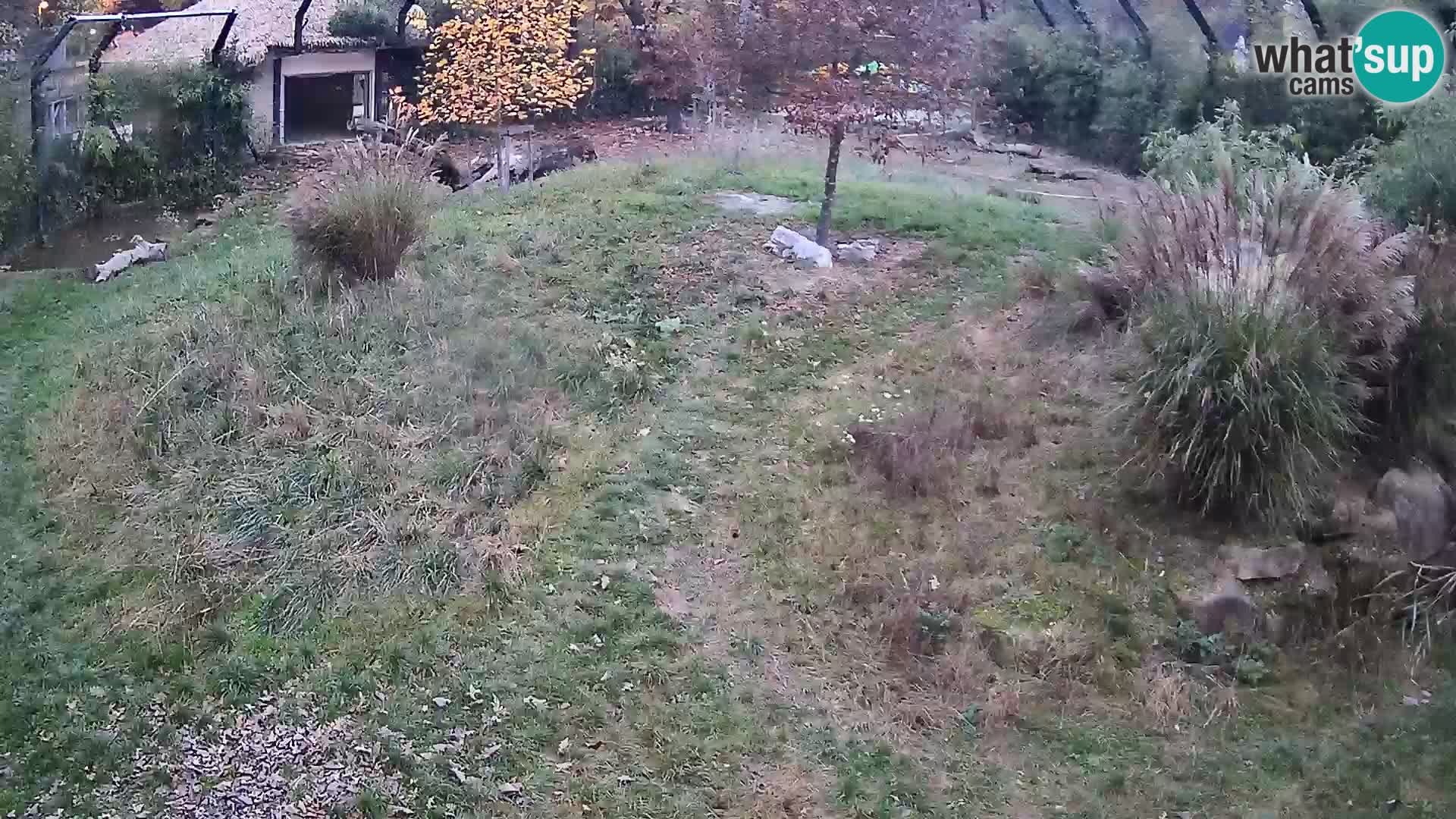 Zoo Ljubljana webcam Löwen