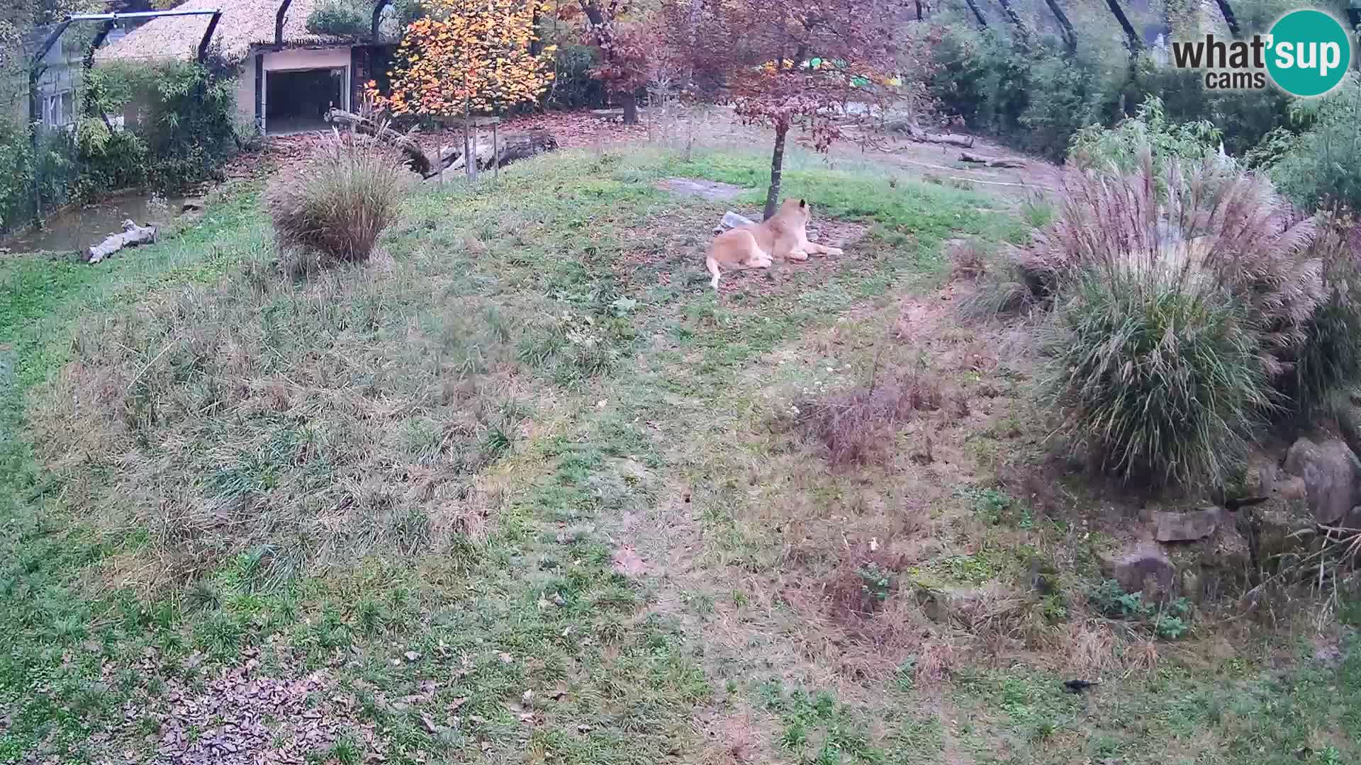 Ljubljana Zoo webcam Lion