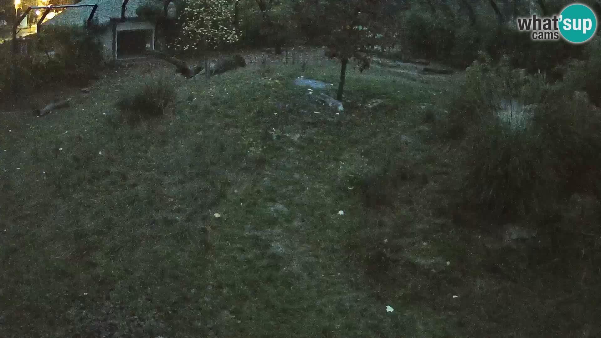 Zoo Ljubljana web kamera Lavovi