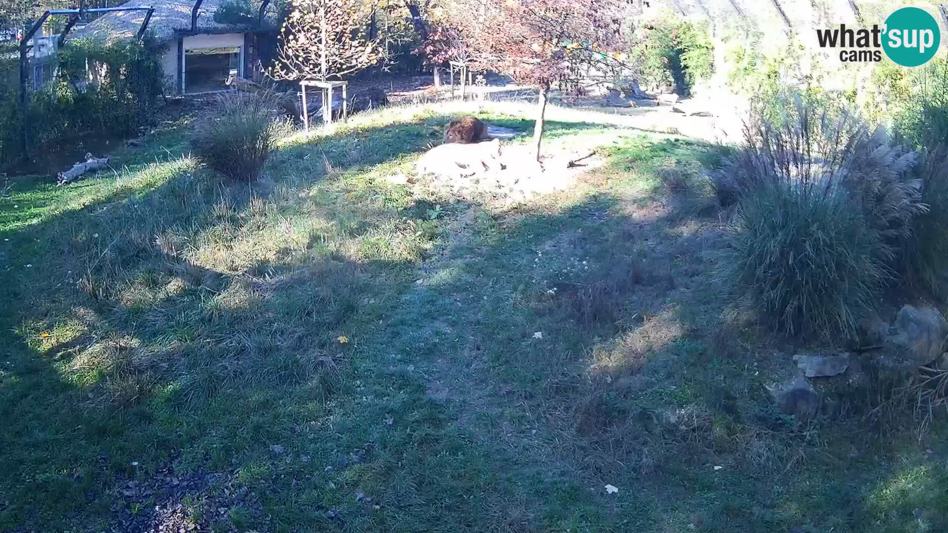 Zoo Ljubljana web kamera Lavovi
