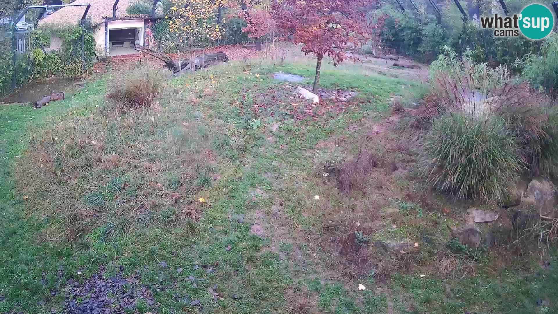 Zoo Ljubljana webcam Löwen