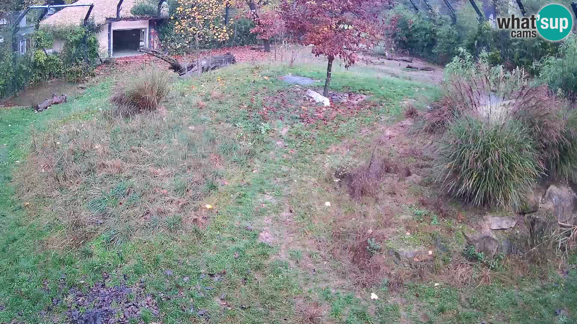 Live Ljubljana Zoo webcam Lion