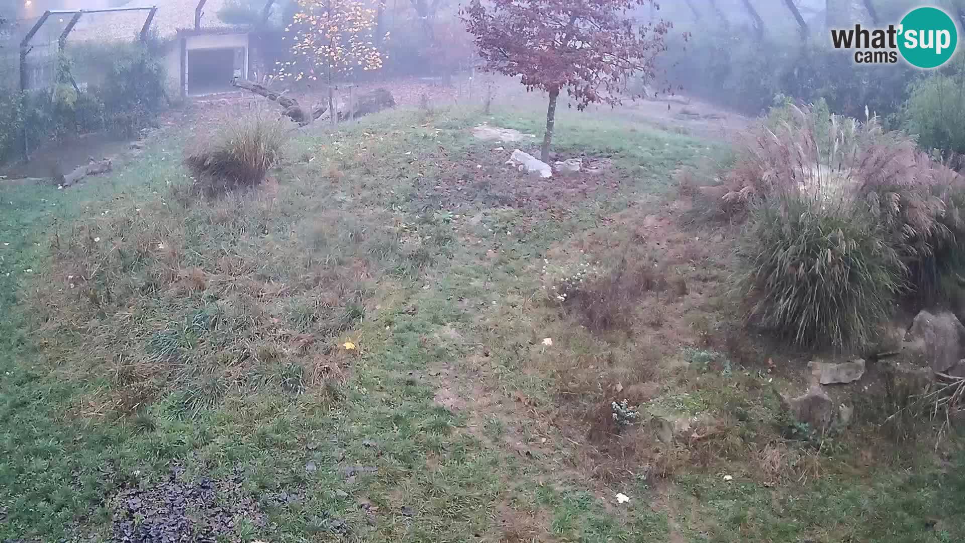 Zoo Ljubljana camera en vivo Leones