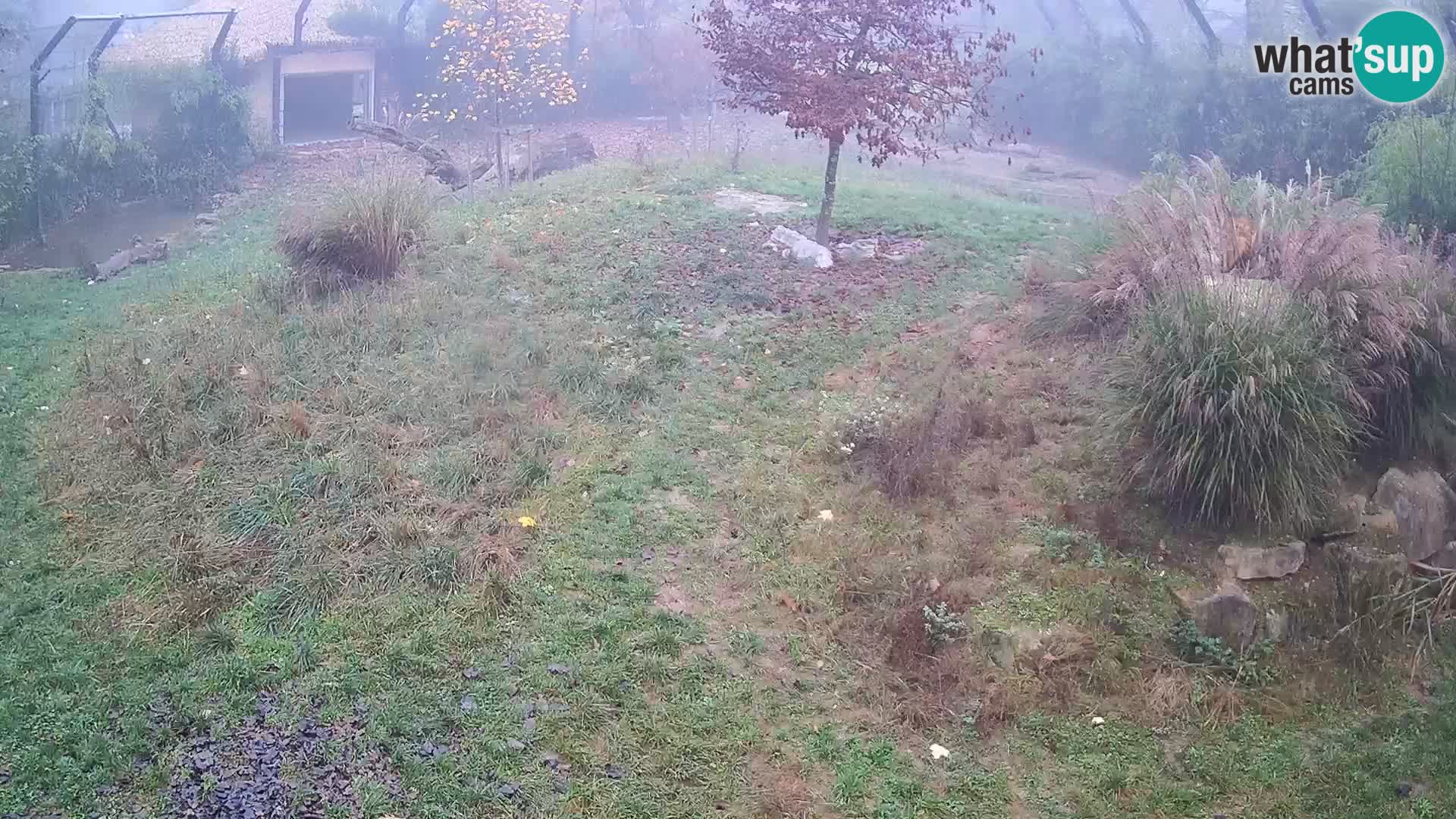 Živalski vrt Ljubljana kamera v živo Levi