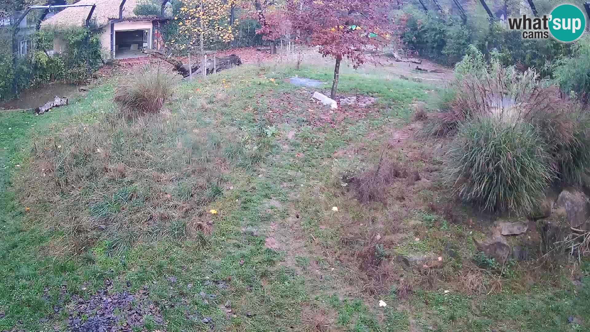 Živalski vrt Ljubljana kamera v živo Levi