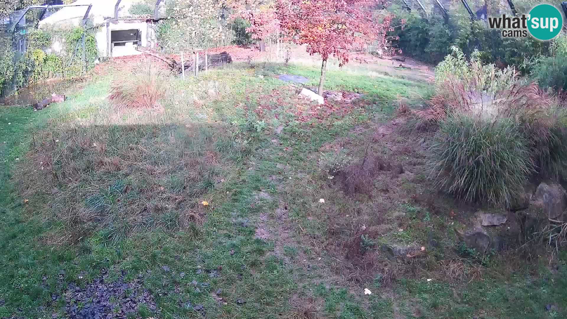 Ljubljana Zoo webcam Lion