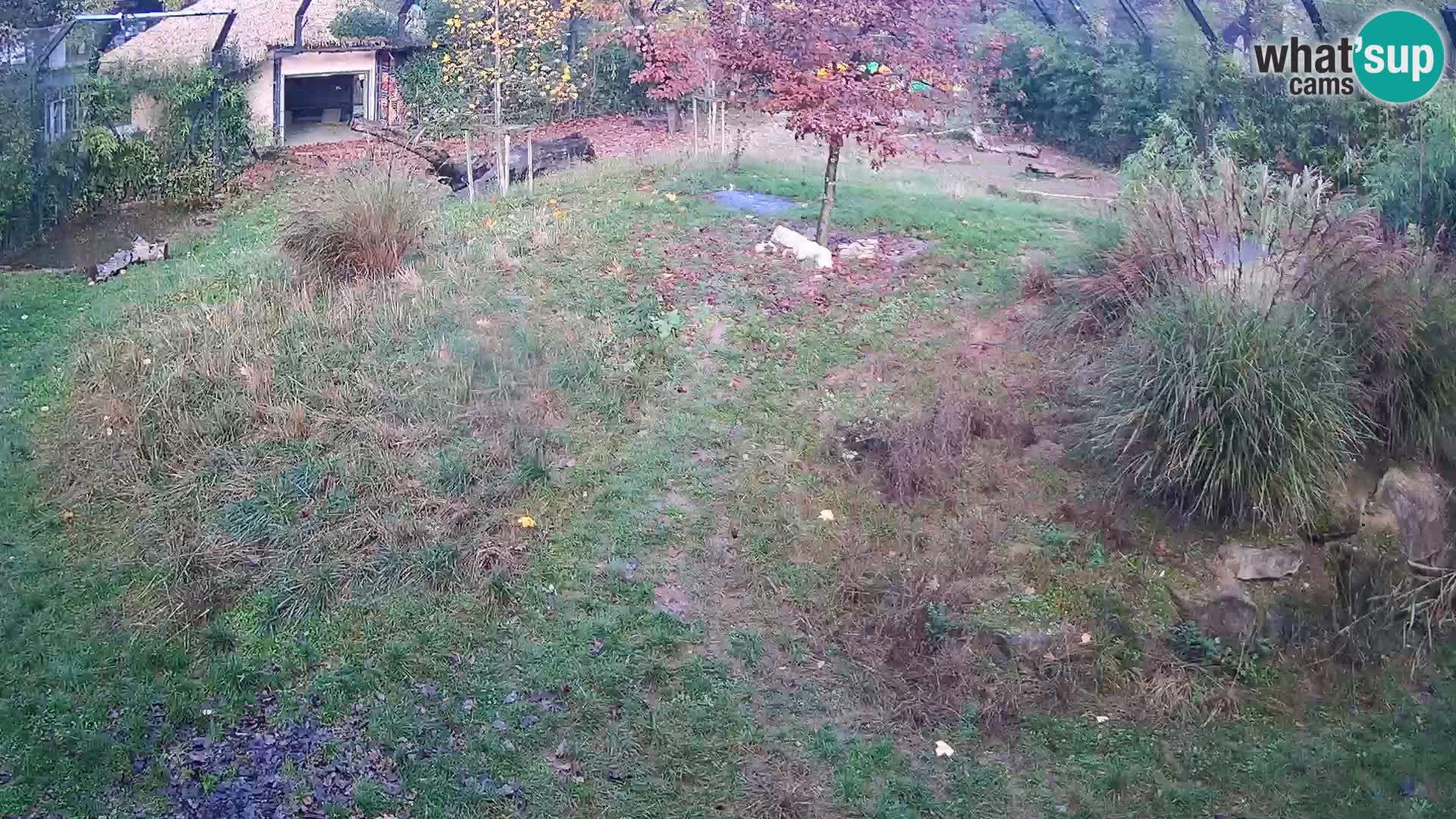 Zoo Lubiana live webcam Leoni